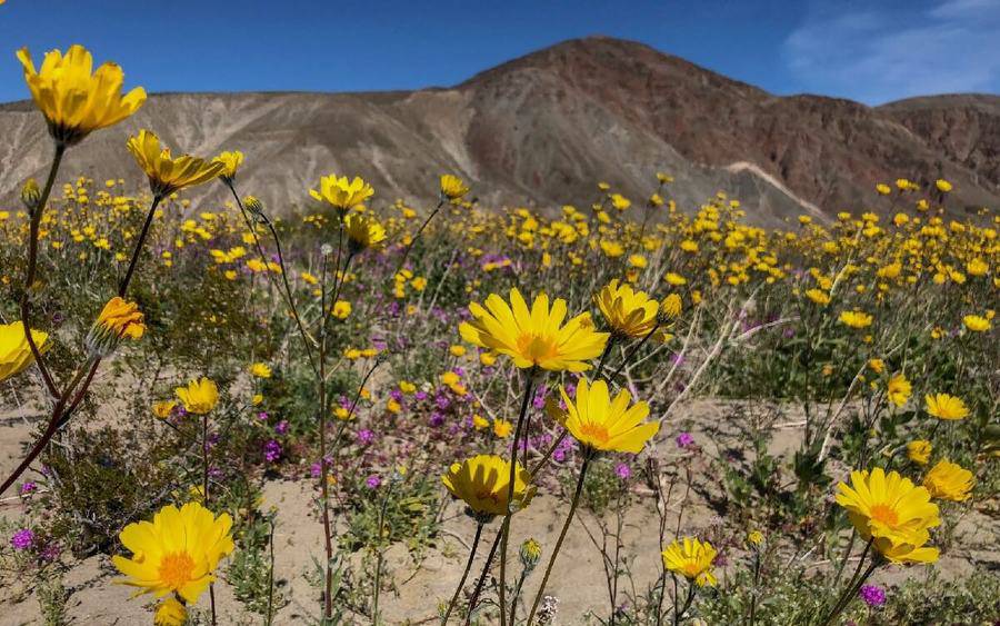 Desert plans that can set off allergies.