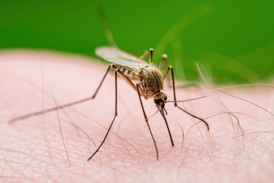 West Nile virus has been detected locally in
mosquitoes, birds and people.