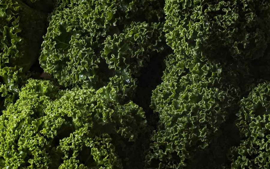 Dark green kale leaves represent the types of superfoods you can plant in your garden.