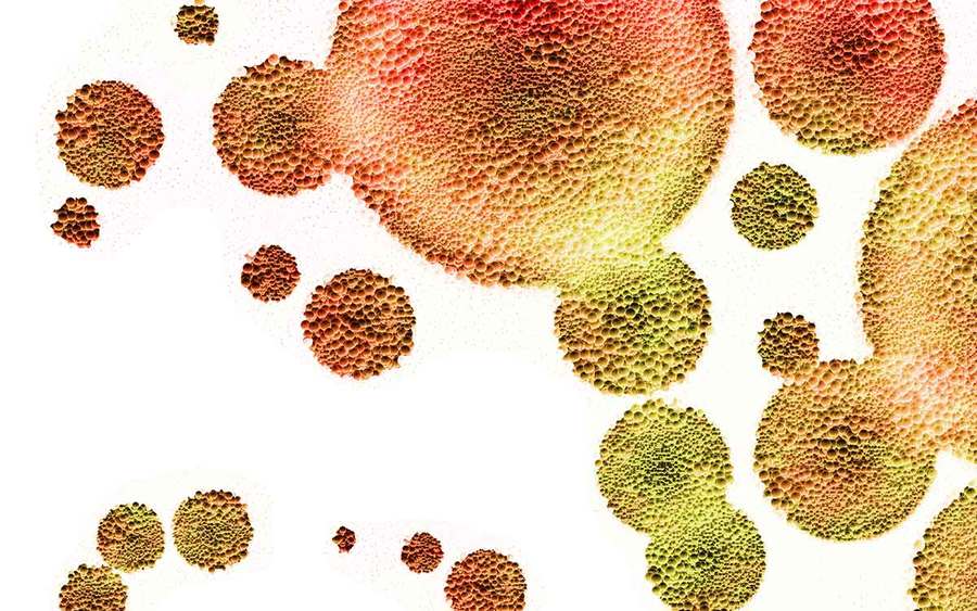 An illustration of the microbiome.