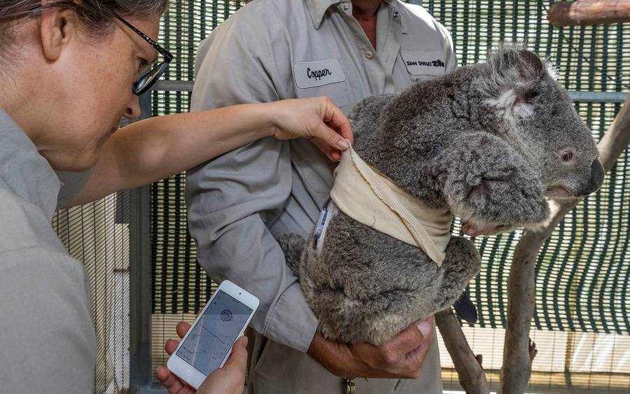 Quincy the koala is wearing a continuous glucose monitoring device on his back to help manage his type 1 diabetes.