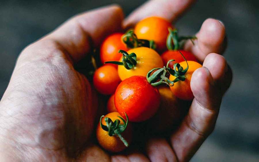 A handful of red and yellow cherry tomatoes represents the types of superfoods you can plant in your garden.