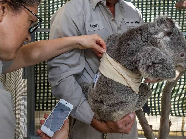 Quincy is a koala at the San Diego Zoo who has diabetes and is being aided by a glucose continuous monitoring device, with help from Scripps.
