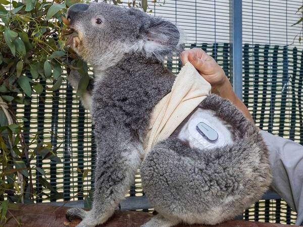 Quincy is a koala who has type 1 diabetes and is seen here wearing a continuous glucose monitoring device.