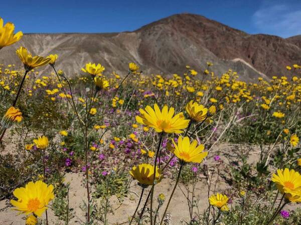 Desert flowers that can trigger seasonal allergies.