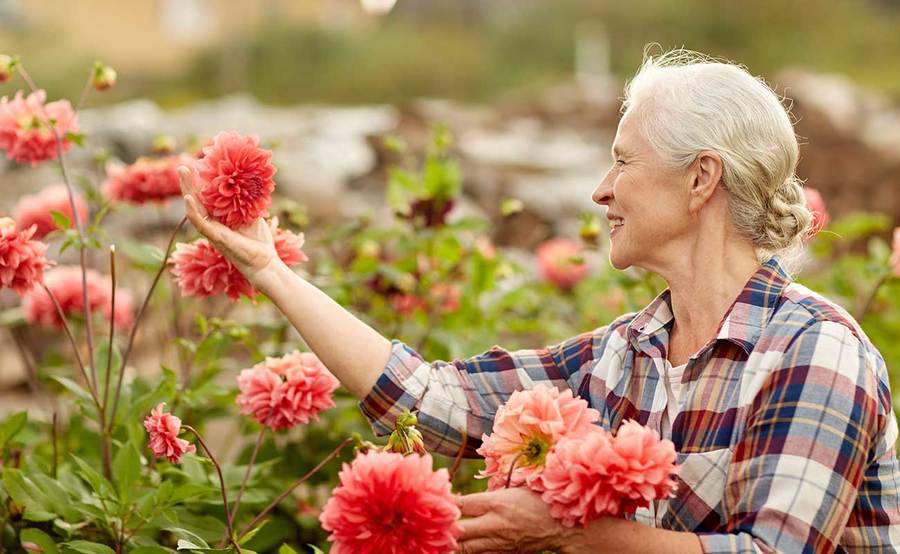 A mature woman picks red flowers in a field, representing the improved quality of life that can be gained from Alzheimer’s treatment.