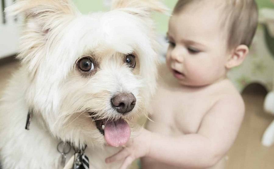 Baby petting dog