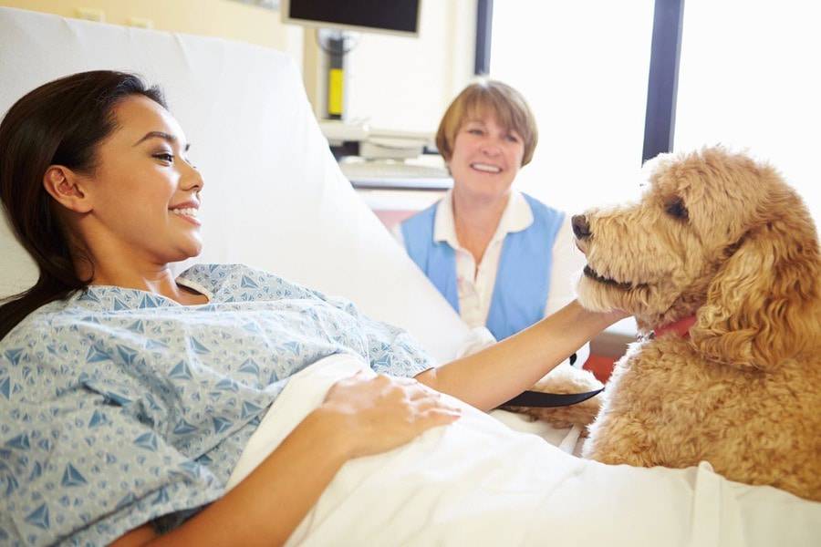 A young Asian patient lies in the hospital bed smiling as she pets the therapy dog as the volunteer looks on nearby.