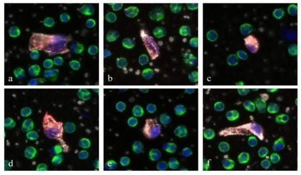 Circulatingendothelialcells600x350