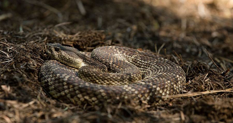 Slithering snake in grass.