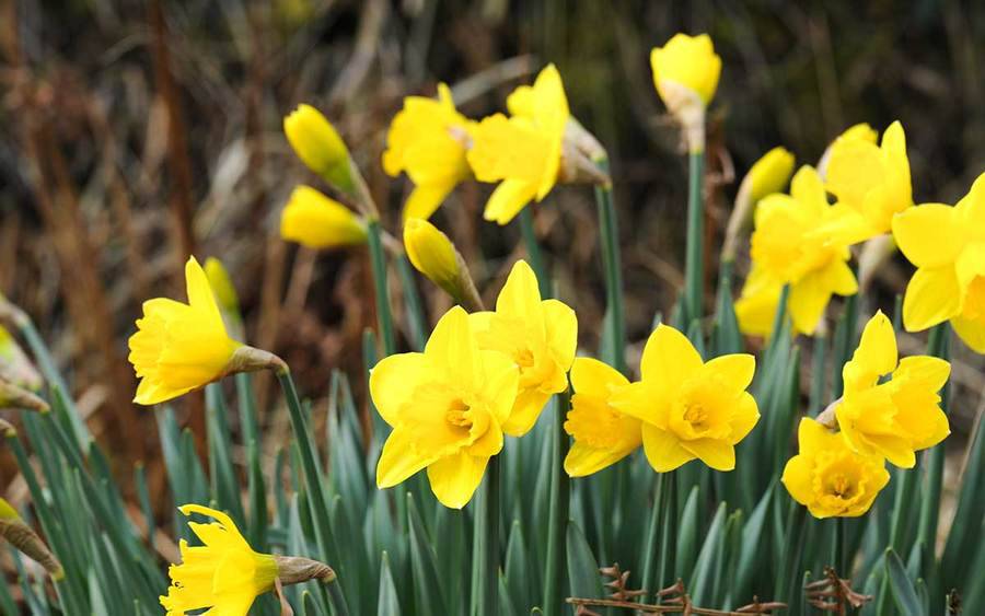 A field of daffodils represents an inspiring and supportive event for cancer survivors in Encinitas.