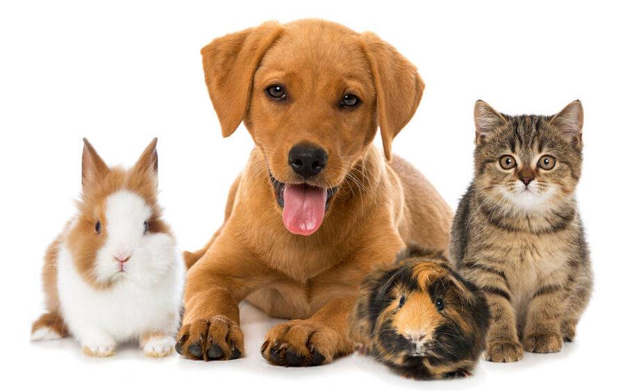 Pets are good for your health, according to studies.