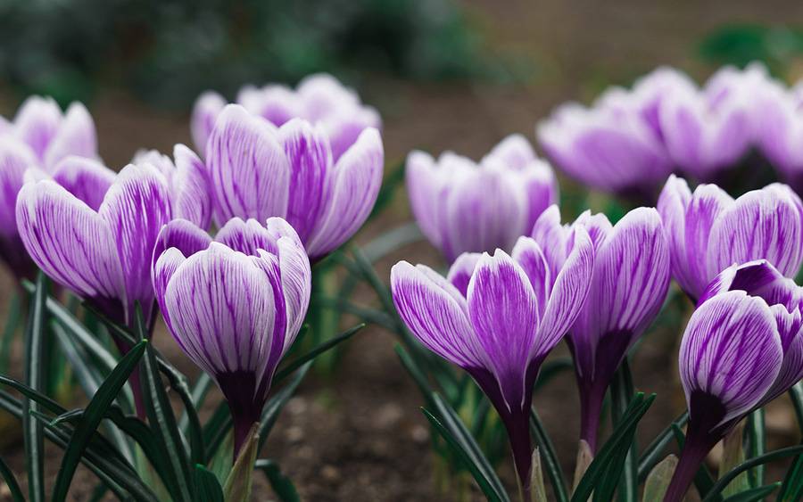 A field of light purple flowers