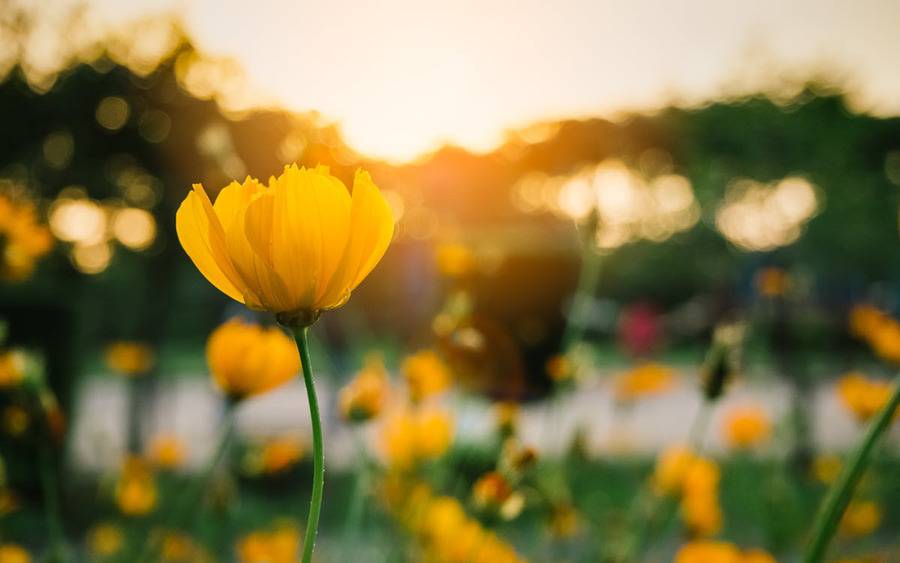 A field of yellow flowers with the sun shining through them