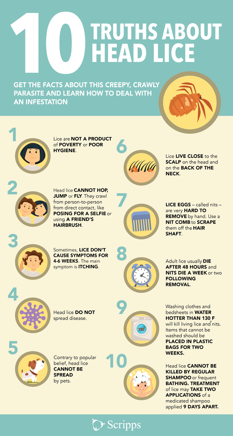 An infographic of 10 facts about head lice.