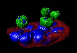 A cluster of lung circulating tumor cells (in red-blue) interacts with normal blood cells (green-blue) recovered from a blood sample of patient with lung cancer. (Image courtesy of the Kuhn lab.)