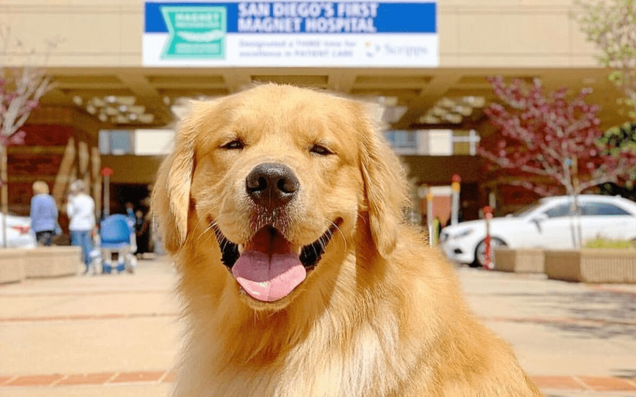 A golden retriever therapy dog poses in front of a Scripps hospital.