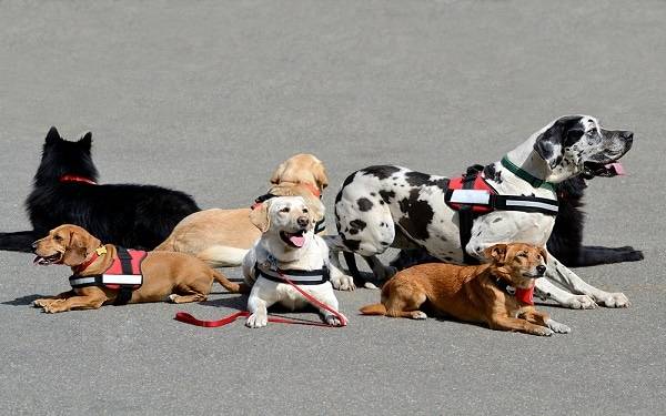 Scripps Health honored its four-legged friend volunteers at a summer “Hot Diggity Dog” party on July 25, 2014.