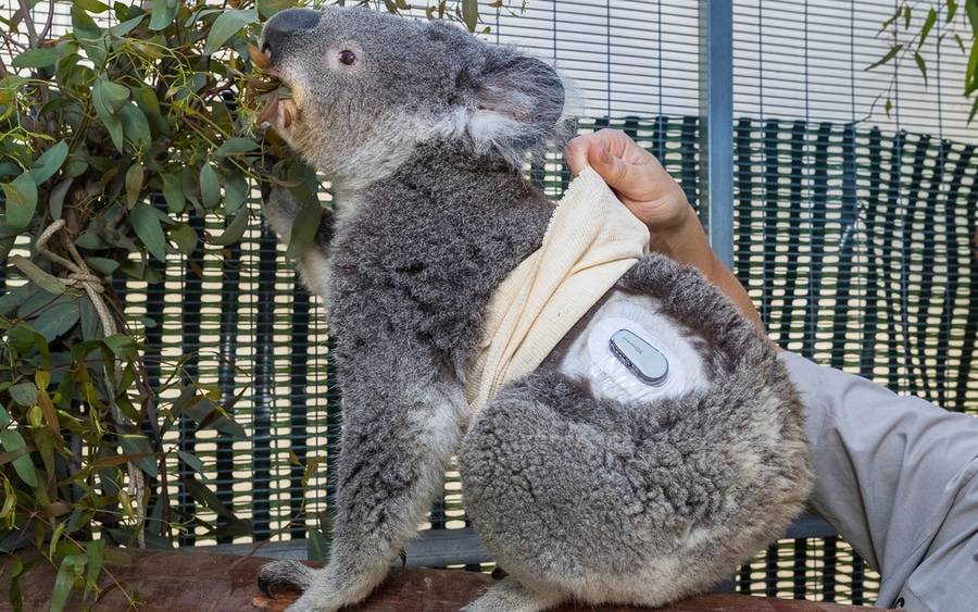 Quincy the Koala with glucose monitoring device.