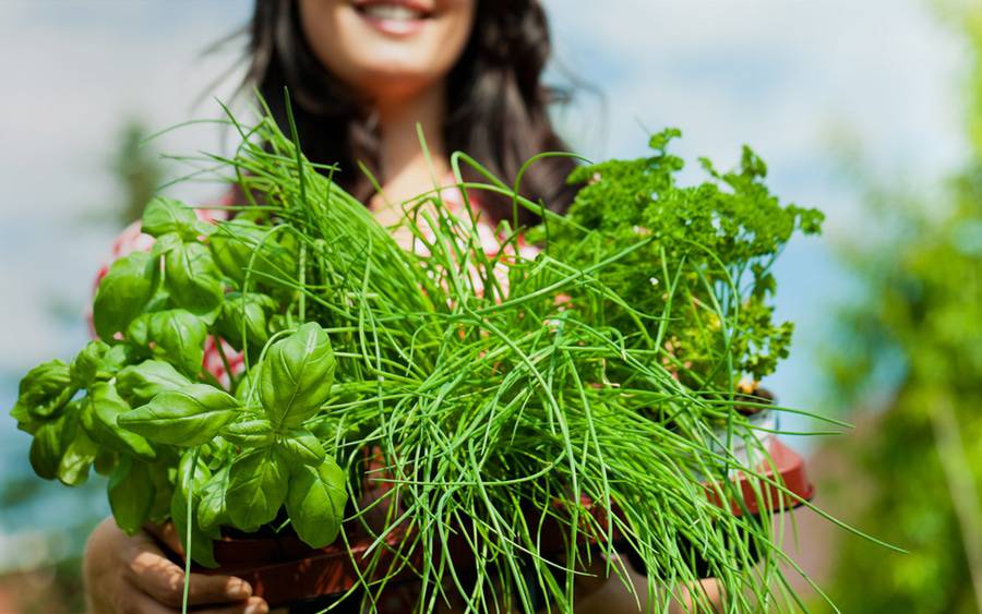 Seasoning herbs you can grow in your garden.