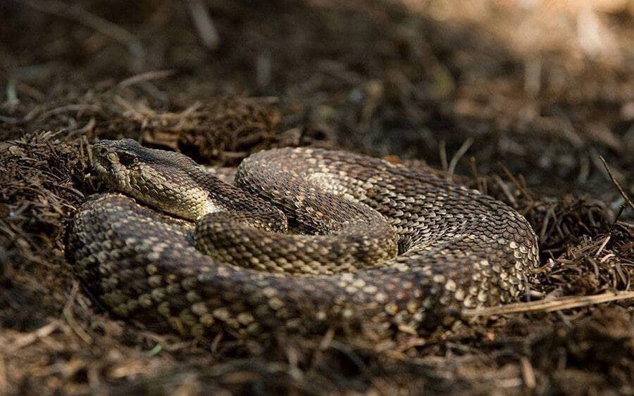 Snake coiled on the ground.