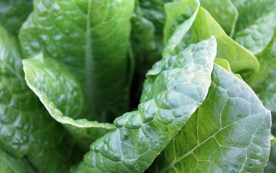Fresh spinach leaves represent the types of superfoods you can plant in your garden.