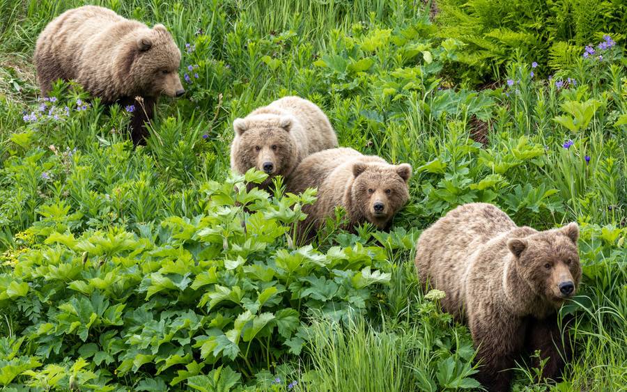 Four grizzly bears in a grass field photographed by  Tyler Kern, MD, a urologist at Scripps Clinic Jefferson in Oceanside.