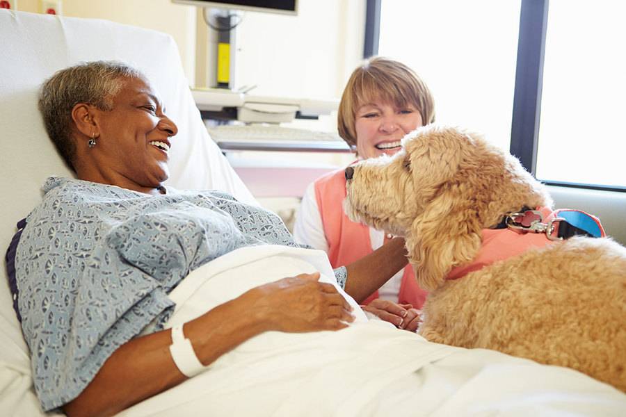 Patient in hospital bed with volunteer and therapy dog