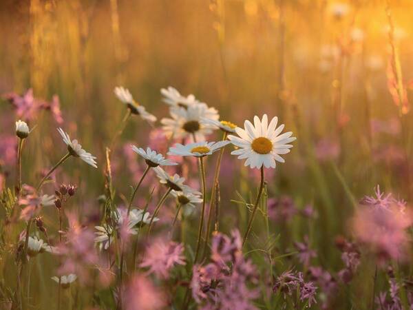 Grief and Loss Support Groups (In-Person - Chula Vista) - Spanish