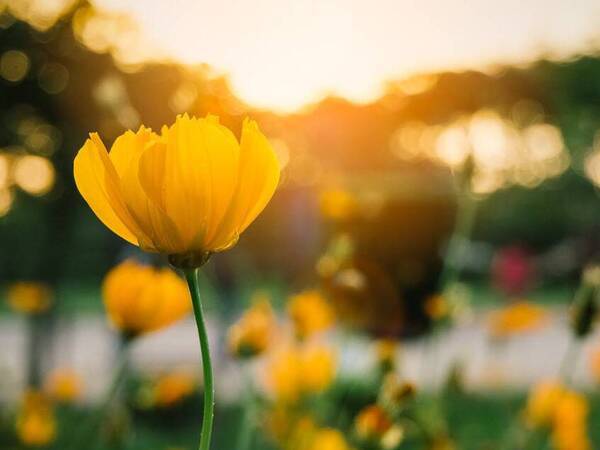 Grief and Loss Support Groups - Virtual 