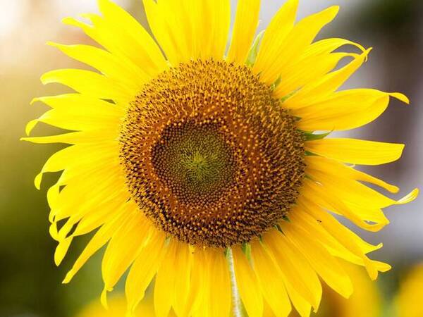 A large sunflower with the sun shining behind it.