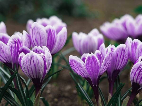 A field of light purple flowers