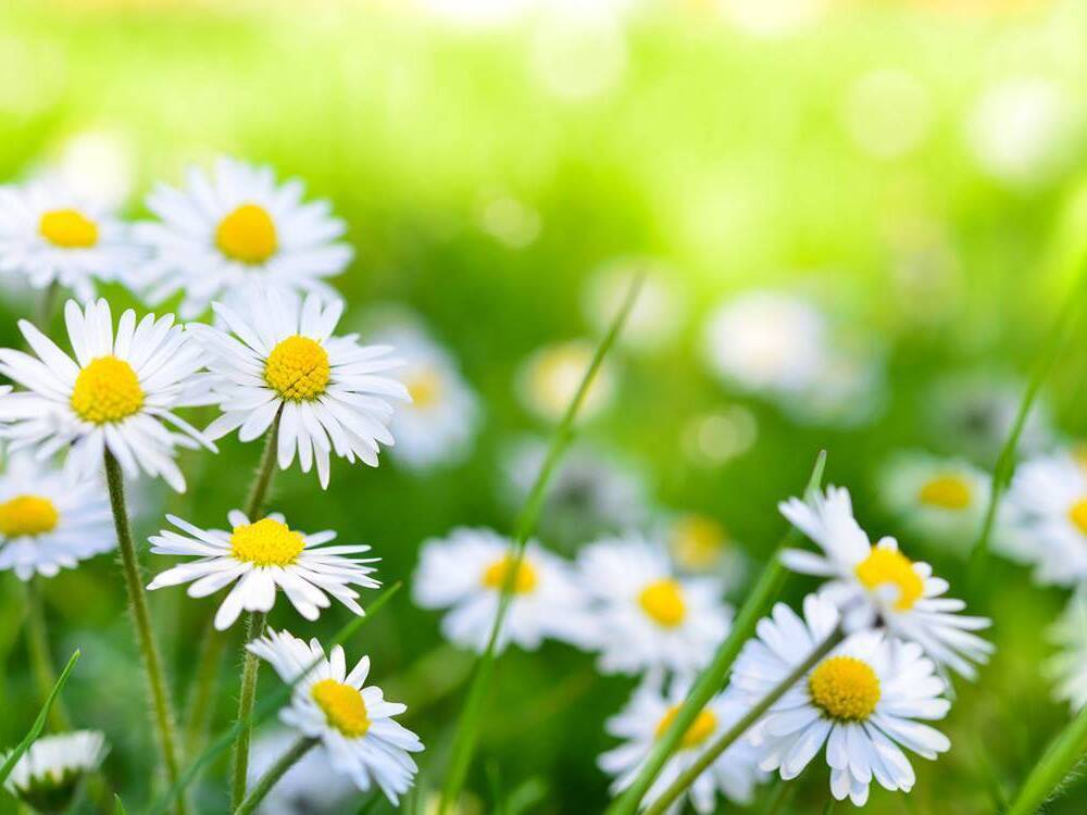 A field of daisy flowers on a sunny day.