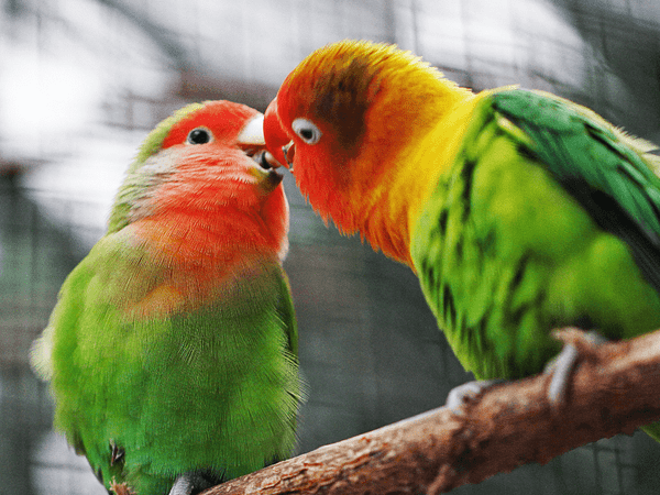 Two parrots look like they're kissing; illustration for article on birds and bees and how to explain to kids where babies come from.