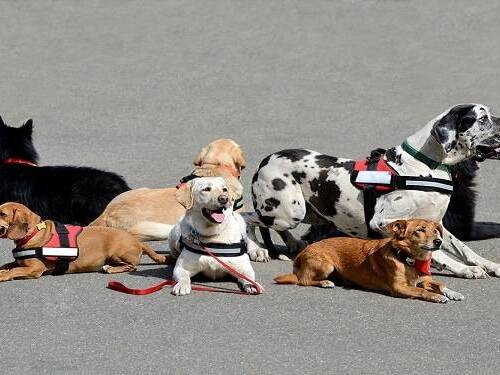 Scripps Health honored its four-legged friend volunteers at a summer “Hot Diggity Dog” party on July 25, 2014.