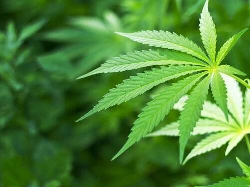Rare Syndrome Has Links to Pot Use