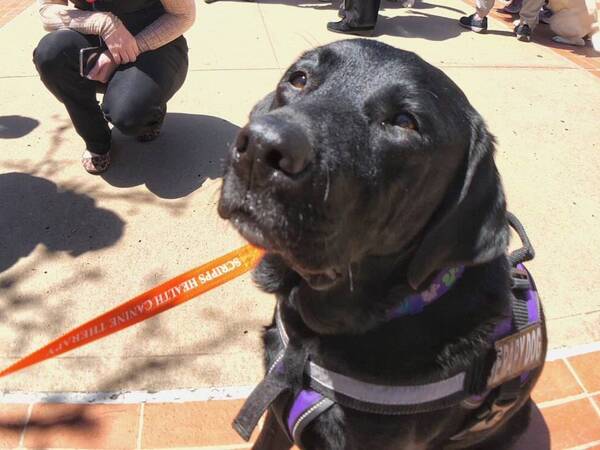 Scripps honored its volunteer pet therapy teams during National Volunteer Week. A pet volunteer is featured in photo taken at Scripps La Jolla. 