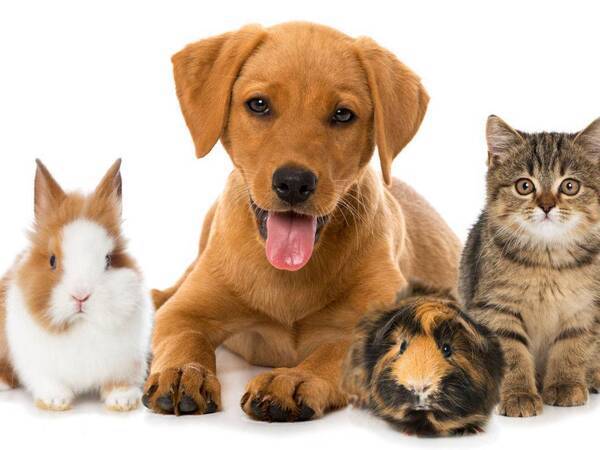 How Are Pets Good for Your Health?