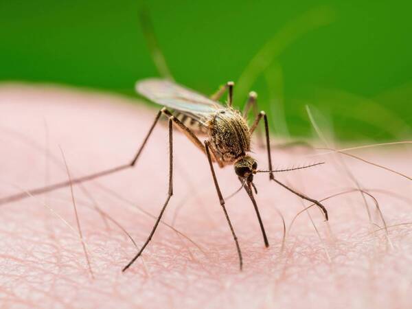 West Nile Virus Prevention During Mosquito Season