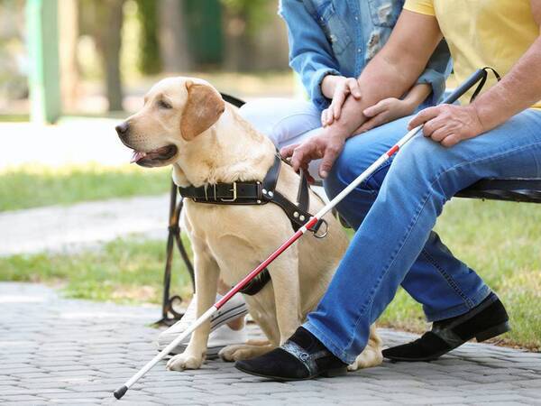 A blind man sits on a bench holding a walking stick next to a loved one and a service dog trained to help him get around.
