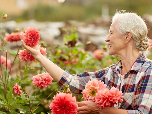 A mature woman picks red flowers in a field, representing the improved quality of life that can be gained from Alzheimer’s treatment.
